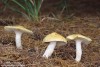 Šťavnatka modřínová (Houby), Hygrophorus lucorum, Kalchbr. (Fungi)